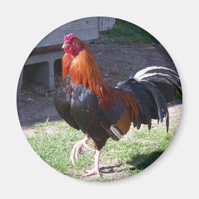 Imán Rooster (Frente)