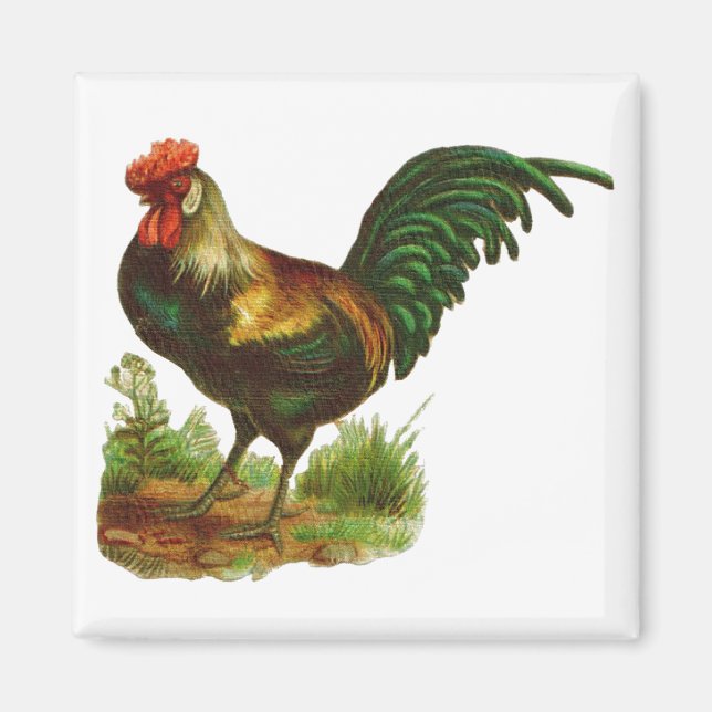 Imán Rooster (Frente)