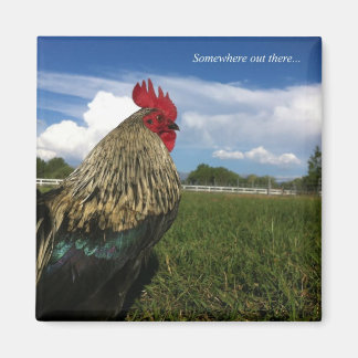 Imán Rooster Bob en algún lugar por ahí