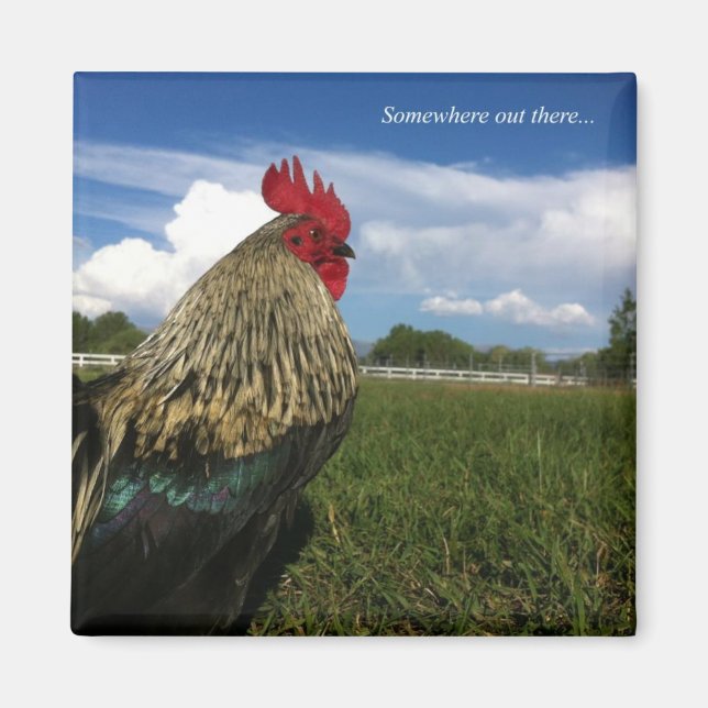 Imán Rooster Bob en algún lugar por ahí (Frente)