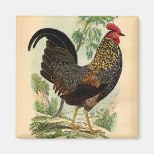 Imán Rooster de antigüedades