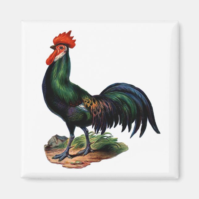 Imán Rooster de antigüedades verdes para plumas (Frente)