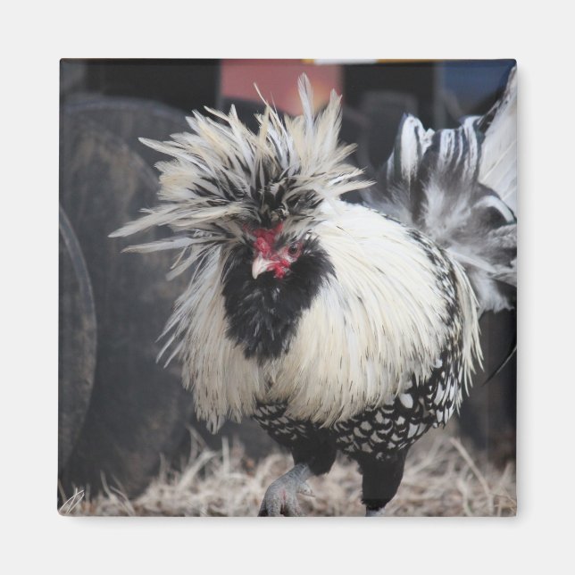 Imán Rooster de Crested polaco (Frente)
