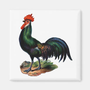 Imán Rooster de plumas verdes antiguas
