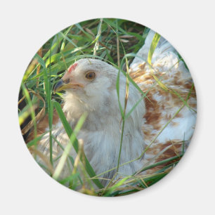 Imán Rooster en Hay Meadow