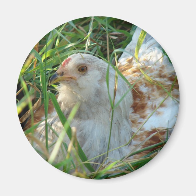 Imán Rooster en Hay Meadow (Frente)