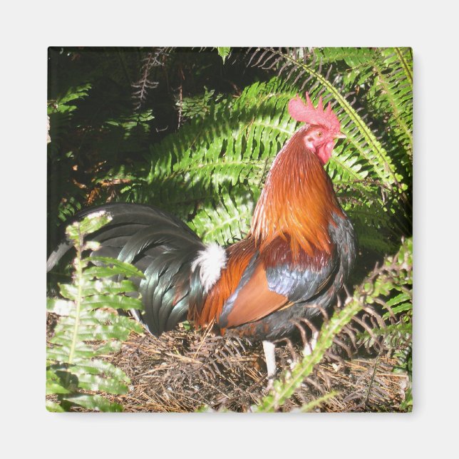 Imán Rooster En Las Hojas (Frente)