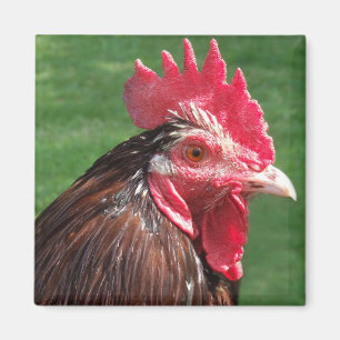 Imán Rooster Magnet