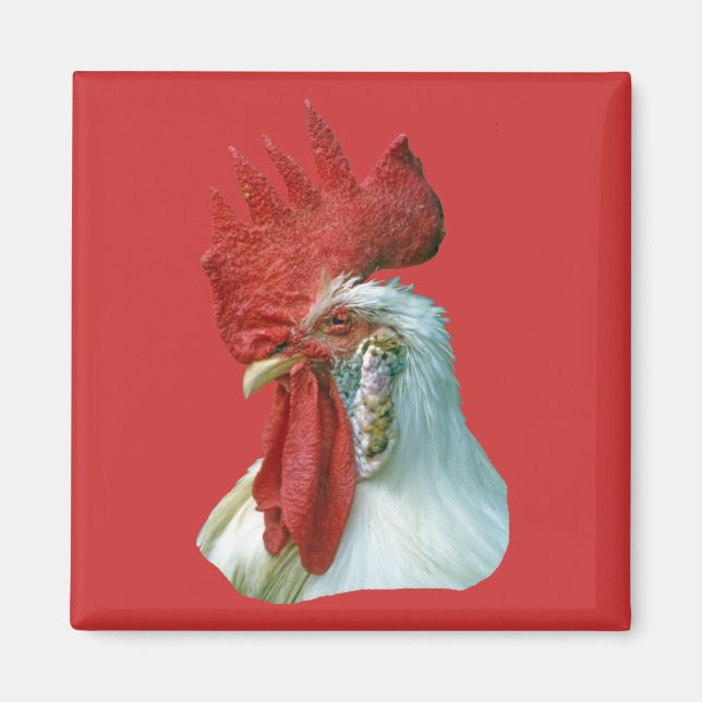 Imán Rooster Picture (Frente)