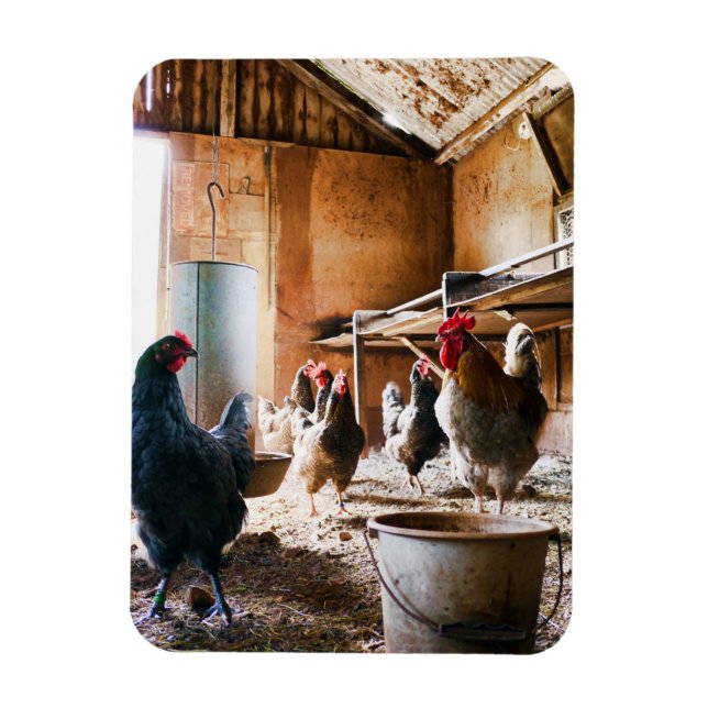 Imán Rooster y gallinas dentro de Barn (Vertical)