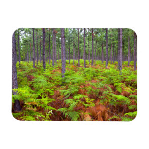 Imán Ropa común (Pteridium Aquilinum)