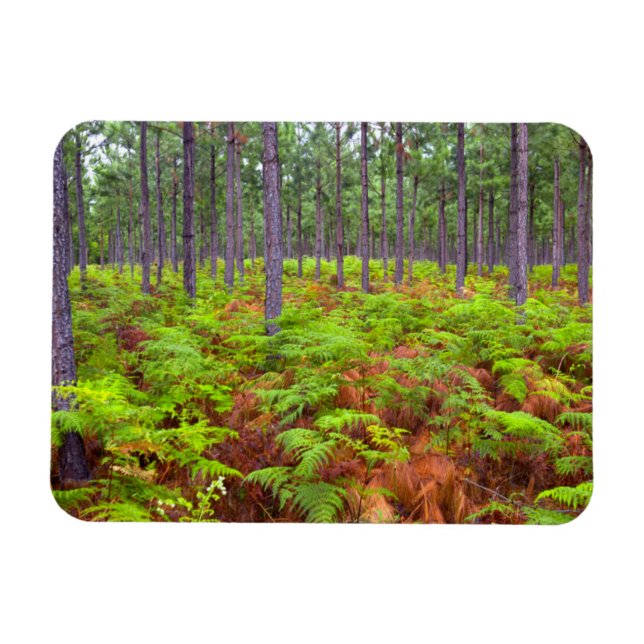 Imán Ropa común (Pteridium Aquilinum) (Horizontal)