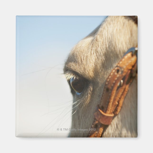 Imán Ropa de caballo (Frente)