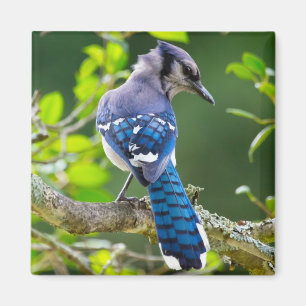 Imán Ropa y regalos de fotografía de la naturaleza del