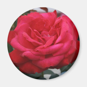 imán Rosa