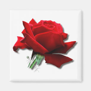 Imán Rosa