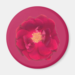 IMÁN ROSA A