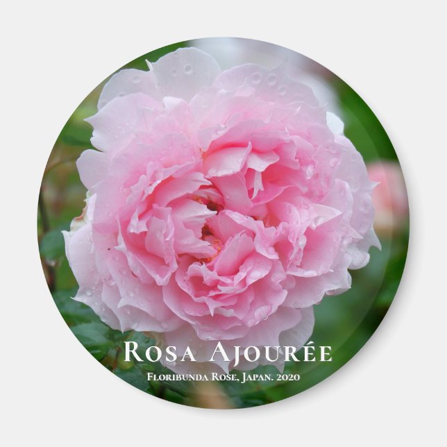 Imán Rosa Ajourée (Frente)