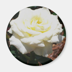 Imán Rosa Amarilla Pálida