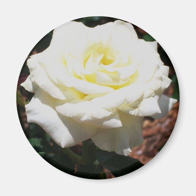 Imán Rosa Amarilla Pálida (Frente)