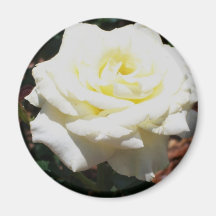 Rosa Amarilla Pálida