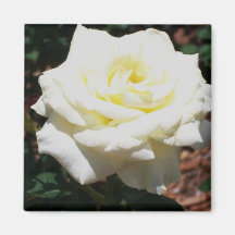 Rosa Amarilla Pálida