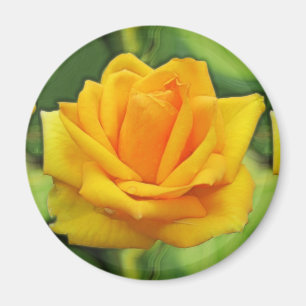 Imán Rosa amarillo