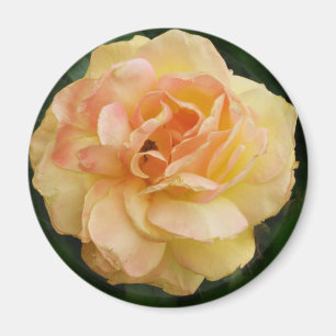 Imán Rosa amarillo