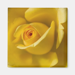 Imán Rosa amarillo macro