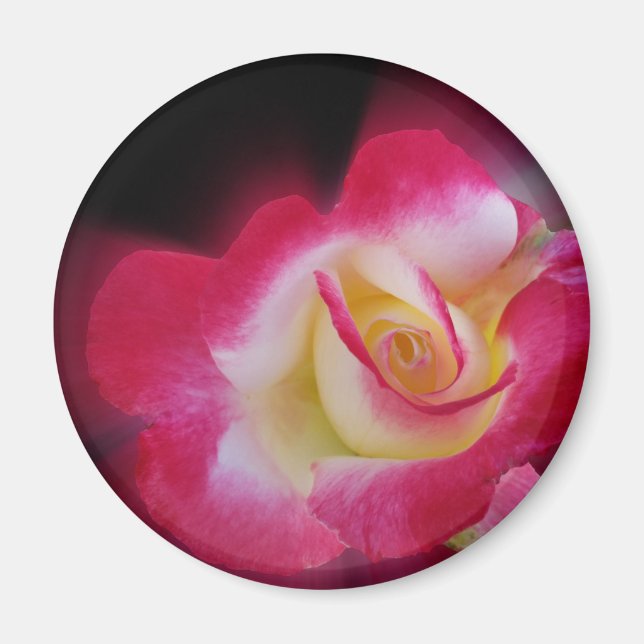Imán rosa amarillo rosa (Frente)