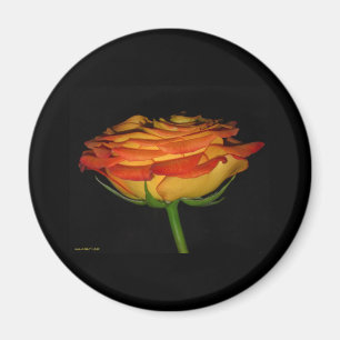 Imán rosa anaranjado y amarillo