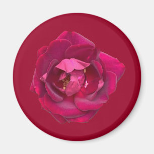 IMÁN ROSA B