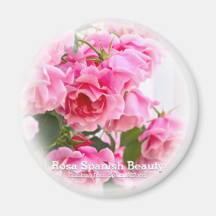 Imán Rosa Belleza Española