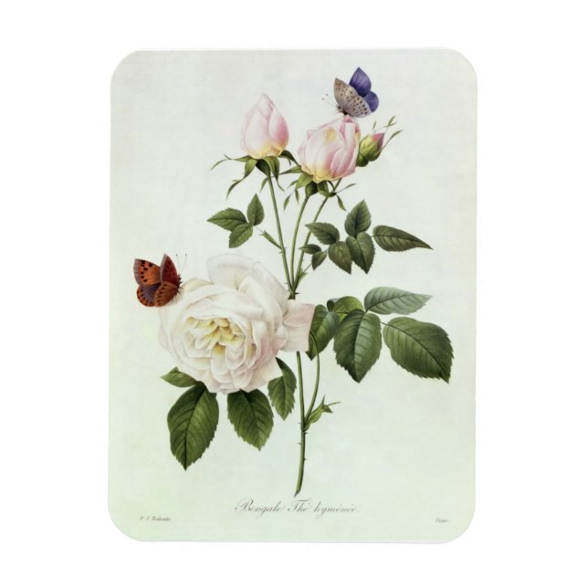 Imán Rosa: Bengale the Hymenes, de 'Les Rosas (Vertical)