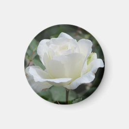 Imán Rosa Blanca