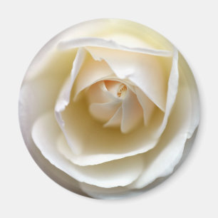 Imán Rosa blanca