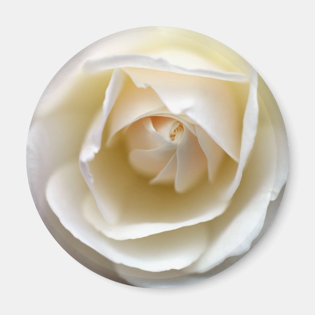 Imán Rosa blanca (Frente)