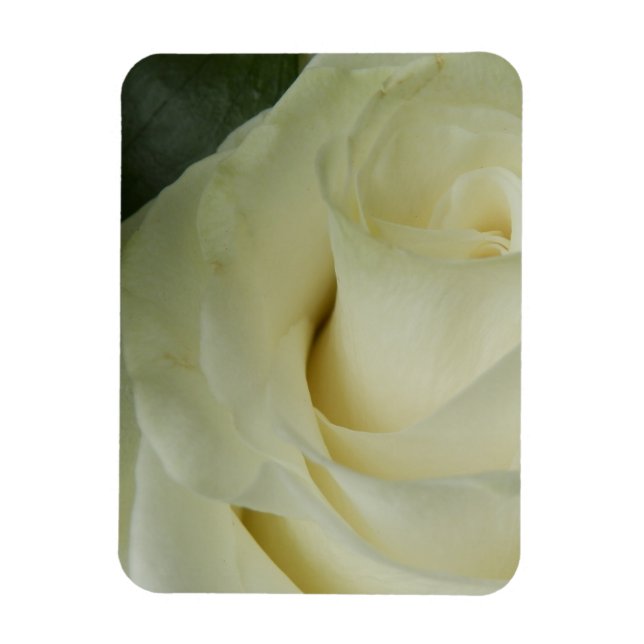 Imán Rosa blanca (Vertical)