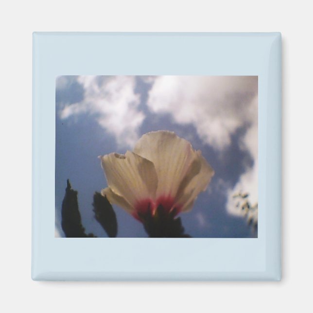 Imán Rosa blanca (Frente)