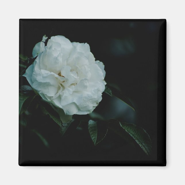 Imán Rosa blanca (Frente)