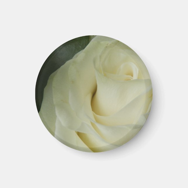 Imán Rosa blanca (Frente)