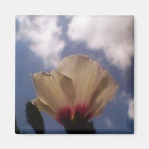 Imán Rosa blanca en el cielo azul nublado