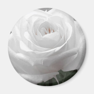 Imán Rosa blanco