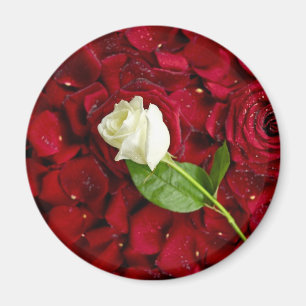 Imán Rosa blanco en los pétalos rojos