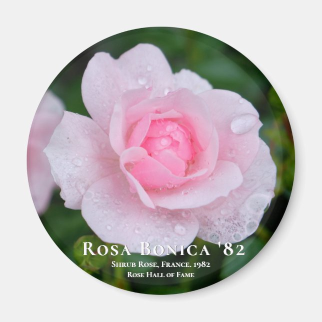 Imán Rosa Bonica 82 (Frente)