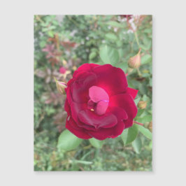 Imán Rosa brillante