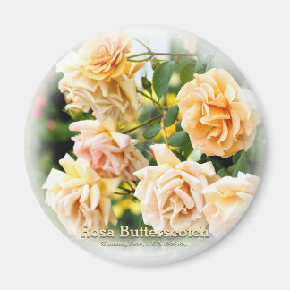 Imán Rosa Butterscotch