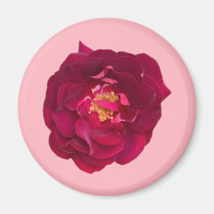IMÁN ROSA C