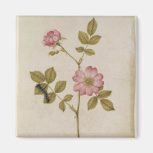 Imán Rosa Canina - Dogrose y Caterpillar (lápiz y con