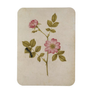 Imán Rosa Canina - Dogrose y Caterpillar (lápiz y con